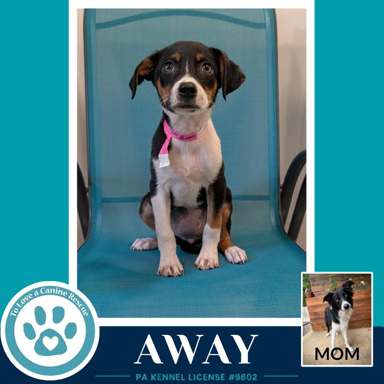 Away (Rosie's Wranglers) 053026, a Adoptable mixed breed in Kimberton, PA image 2/2