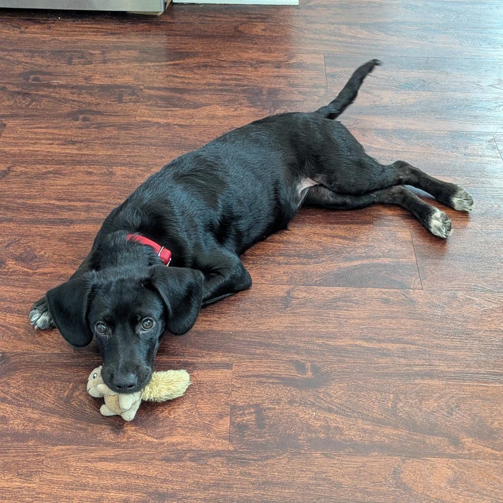 Doralee, Adoptable, Puppy Female Black Labrador Retriever & Mixed Breed.