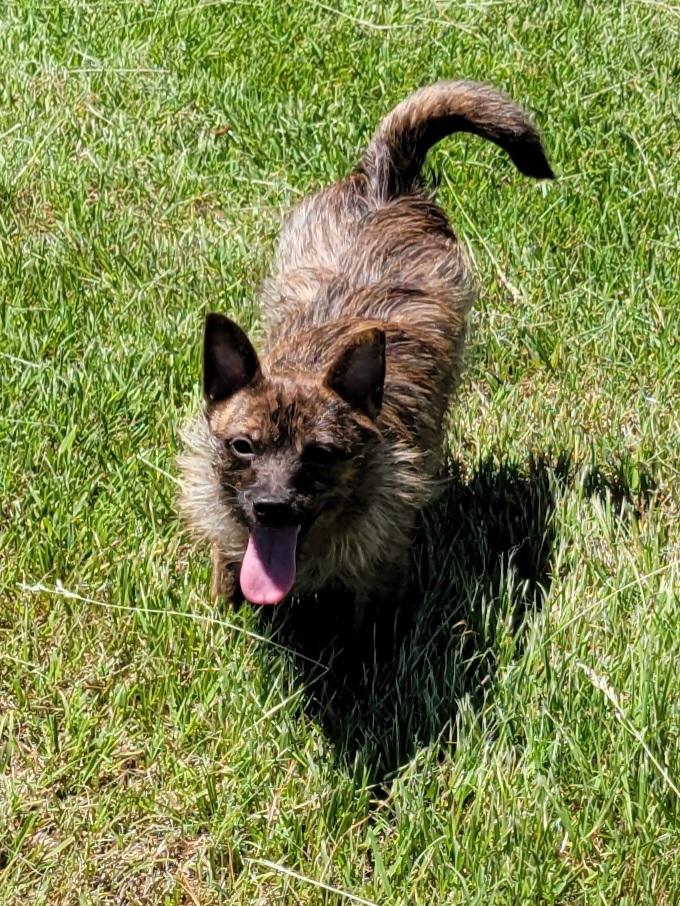 Louise, ADOPTABLE, Adult Female Terrier.