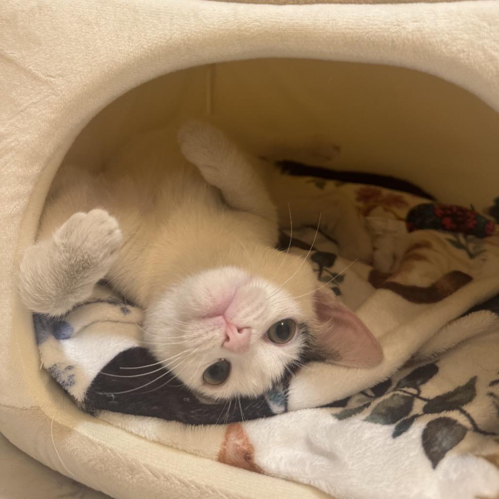 Lexie — thumbnail 5