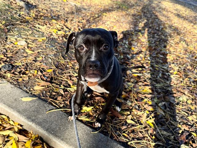 AUGUST, Adoptable, Young Female Boxer & Mixed Breed.