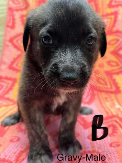 Gravy, Adoptable, Puppy Male Mixed Breed & Mixed Breed.