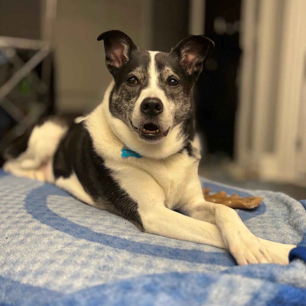 Enlarge Horchata, a Adoptable mixed breed in Chicago, IL image 1/6