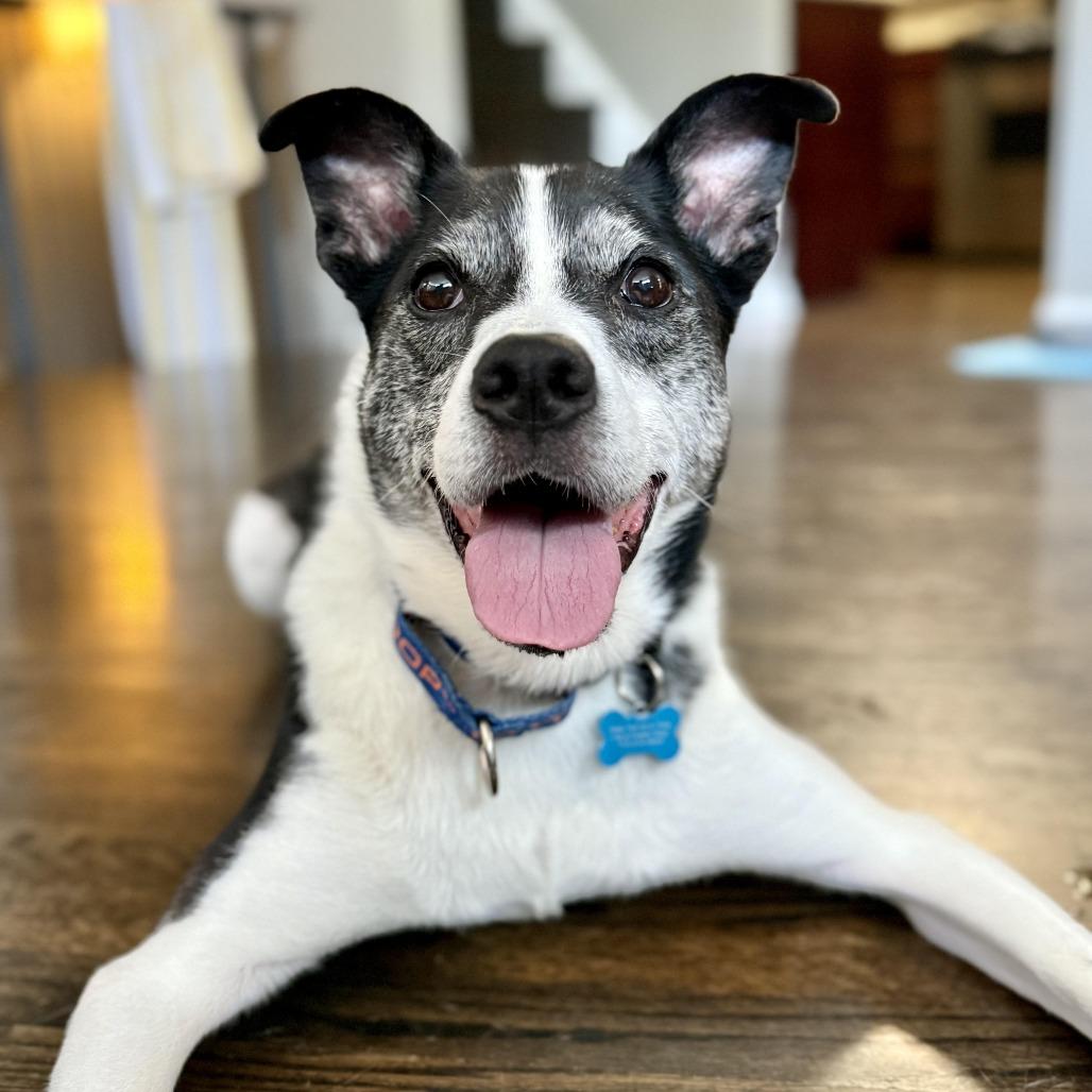 Enlarge Horchata, a Adoptable mixed breed in Chicago, IL image 2/6