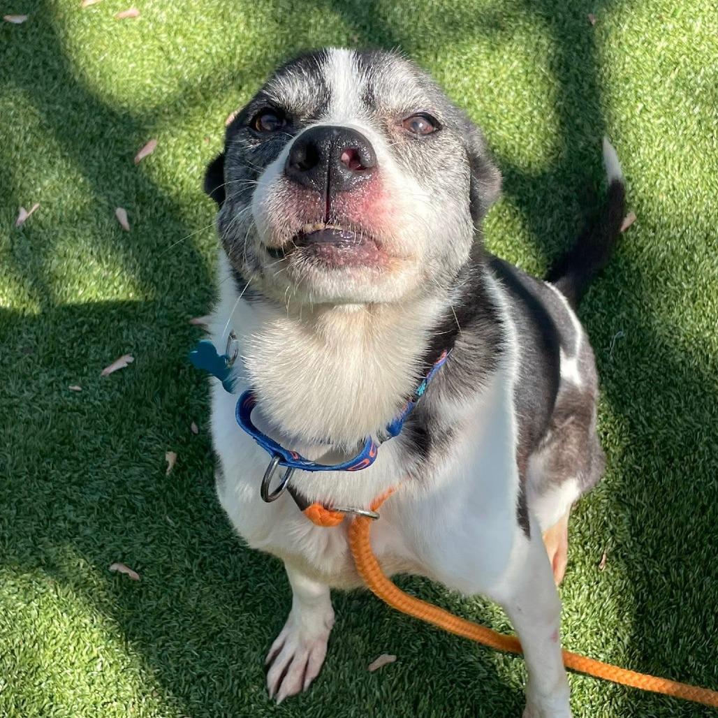 Enlarge Horchata, a Adoptable mixed breed in Chicago, IL image 1/6