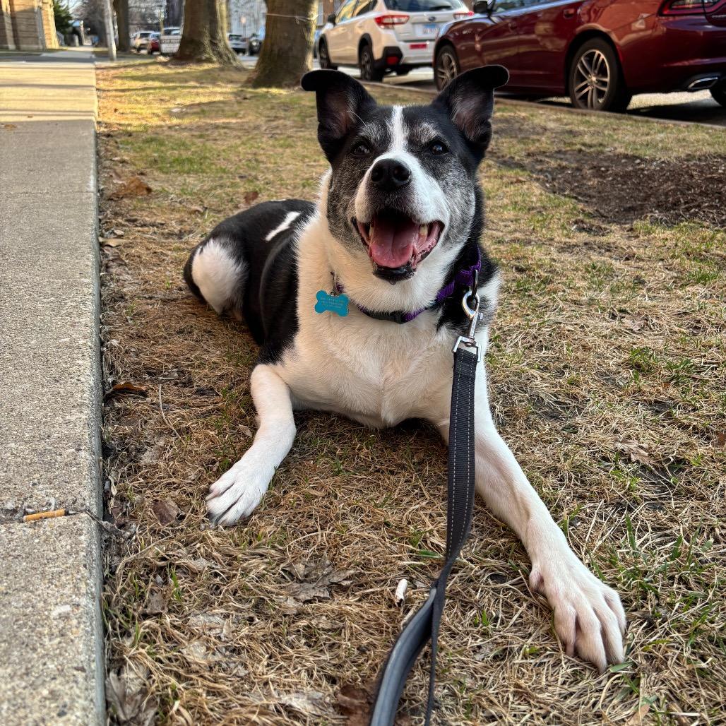 Enlarge Horchata, a Adoptable mixed breed in Chicago, IL image 2/6