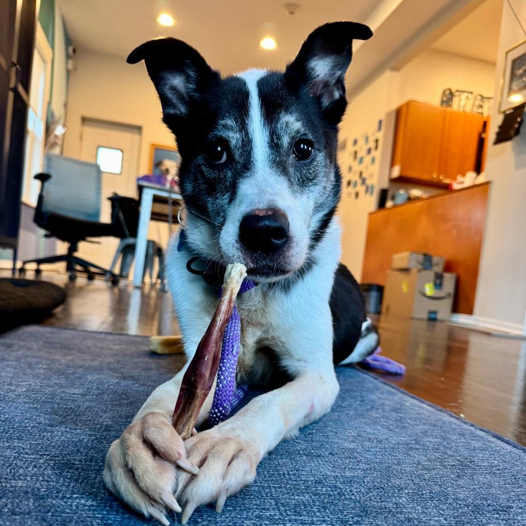 Enlarge Horchata, a Adoptable mixed breed in Chicago, IL image 2/6