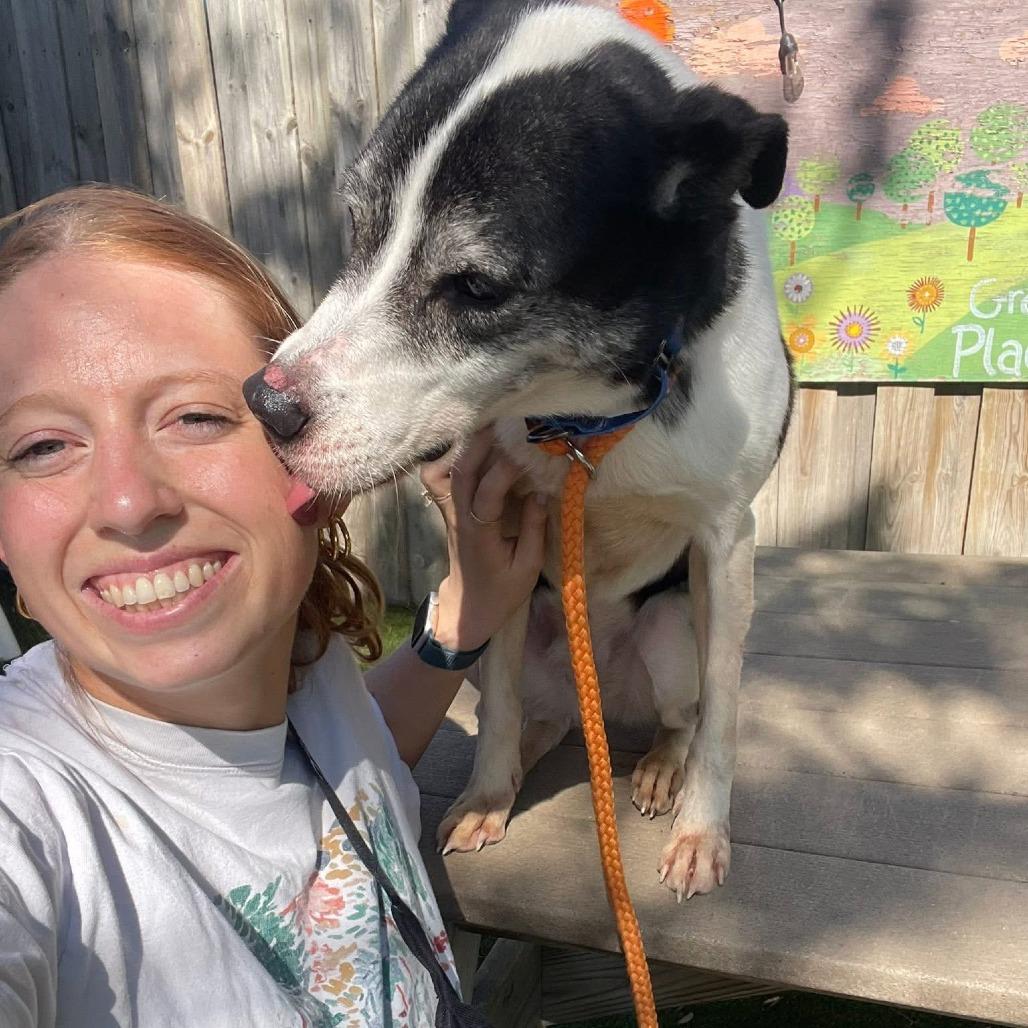 Enlarge Horchata, a Adoptable mixed breed in Chicago, IL image 3/6