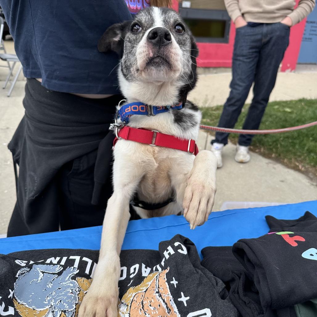 Enlarge Horchata, a Adoptable mixed breed in Chicago, IL image 4/6