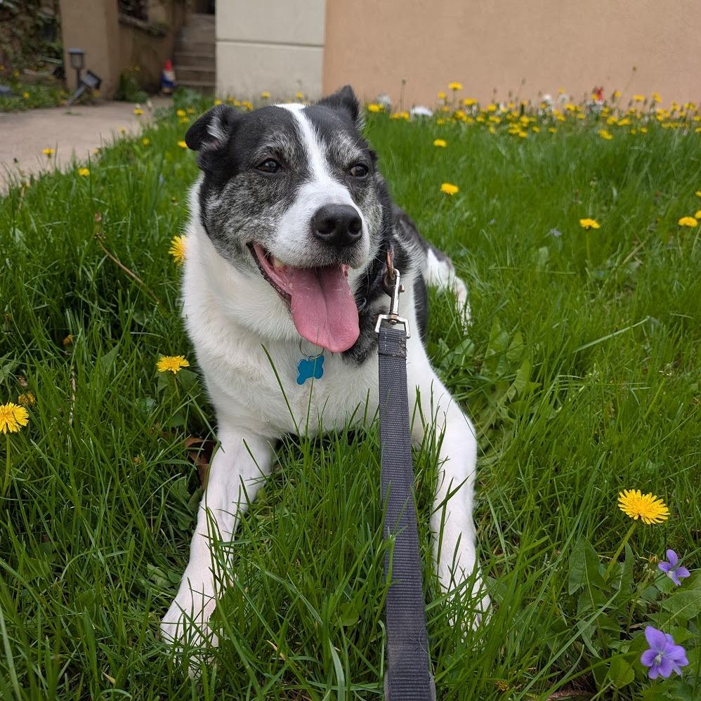 Enlarge Horchata, a Adoptable mixed breed in Chicago, IL image 5/6