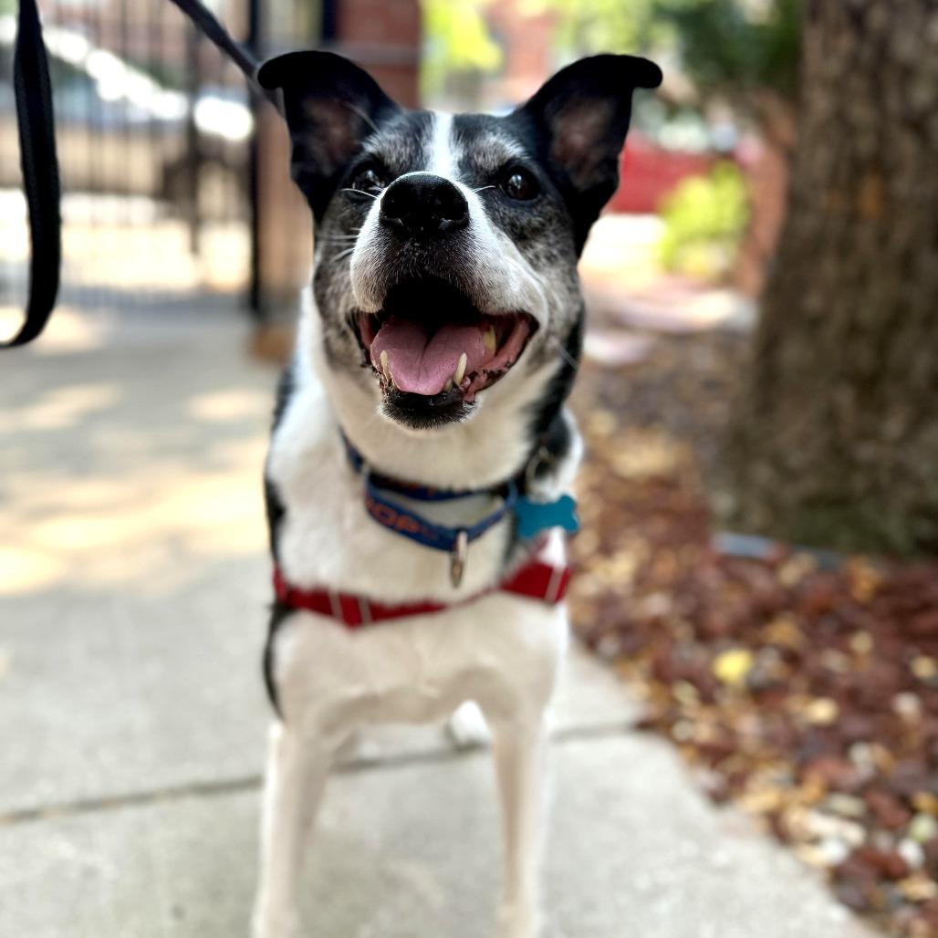 Enlarge Horchata, a Adoptable mixed breed in Chicago, IL image 5/6