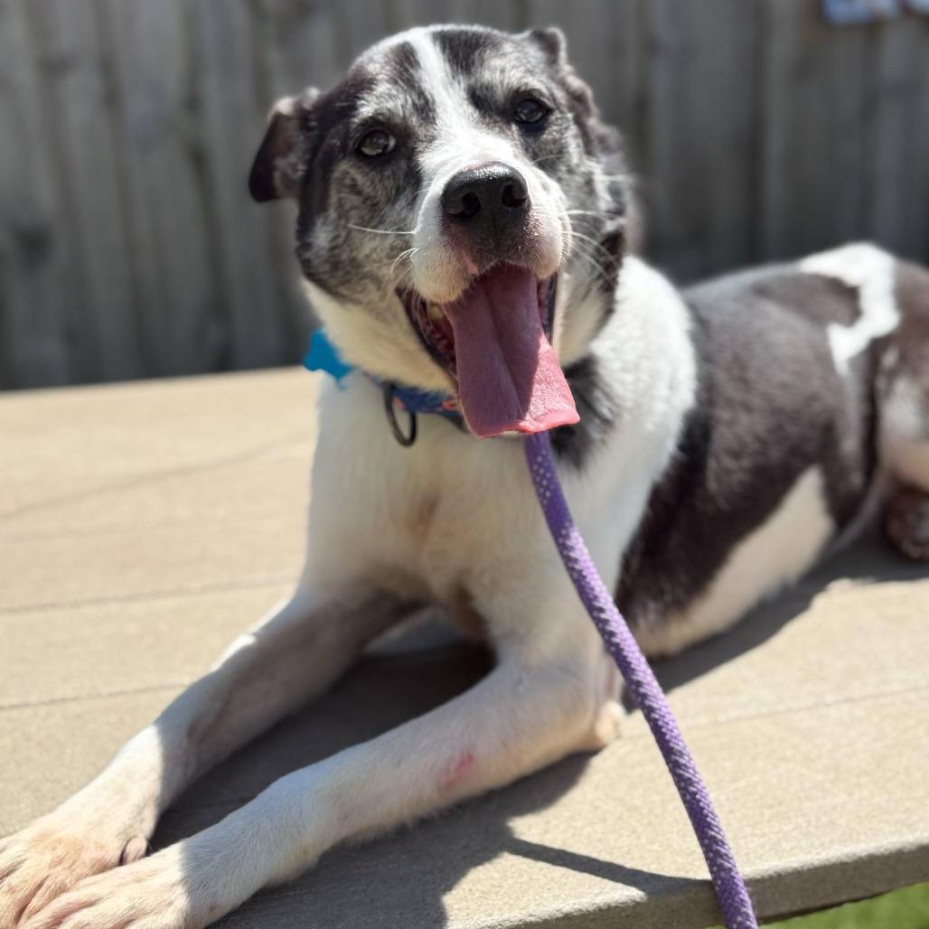 Enlarge Horchata, a Adoptable mixed breed in Chicago, IL image 6/6