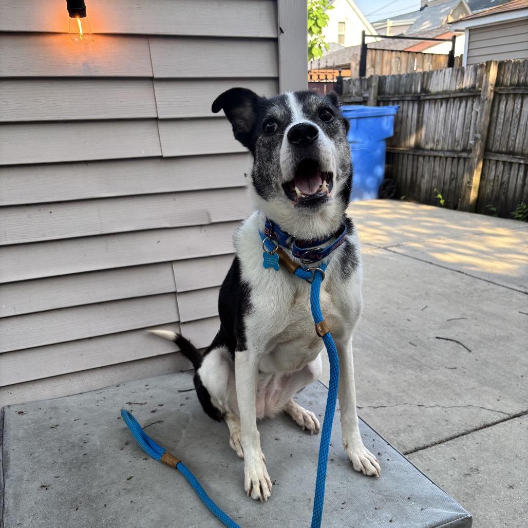 Enlarge Horchata, a Adoptable mixed breed in Chicago, IL image 6/6