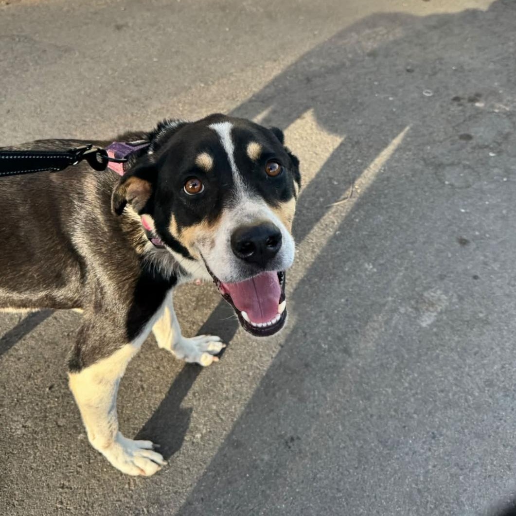 Rueben, ADOPTABLE, Adult Male Mixed Breed.