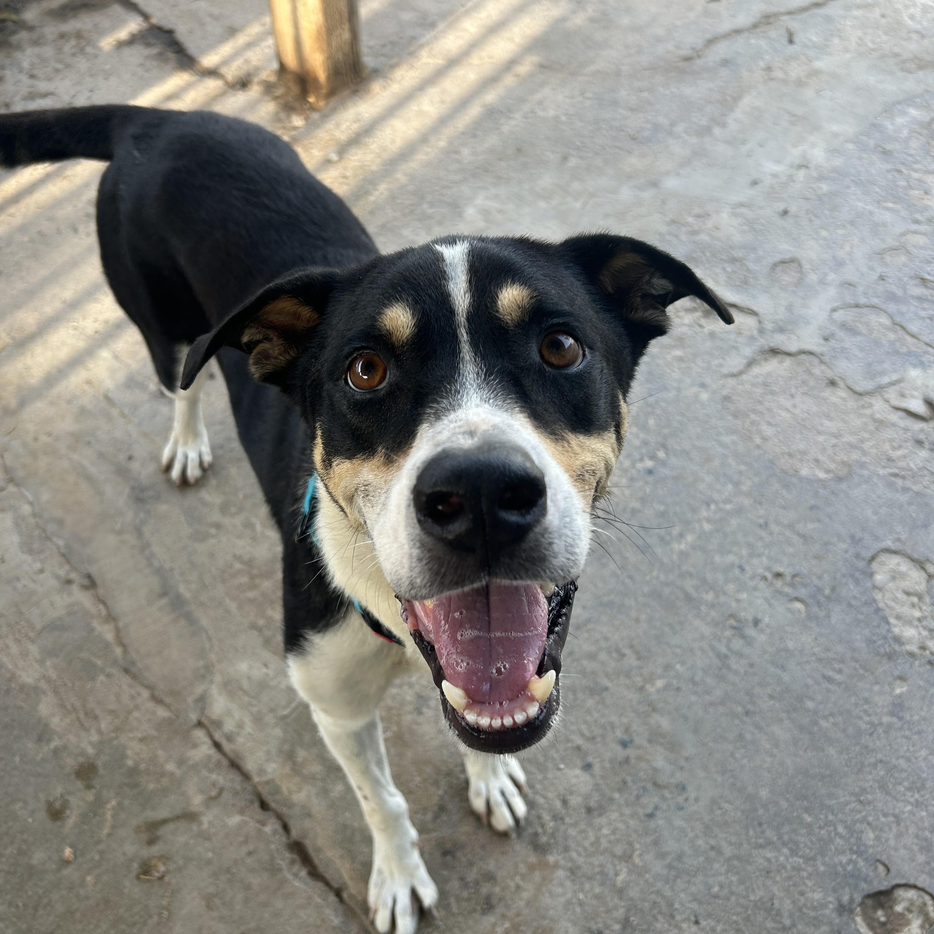 Rueben, a ADOPTABLE mixed breed in Loiza, PR image 5/5