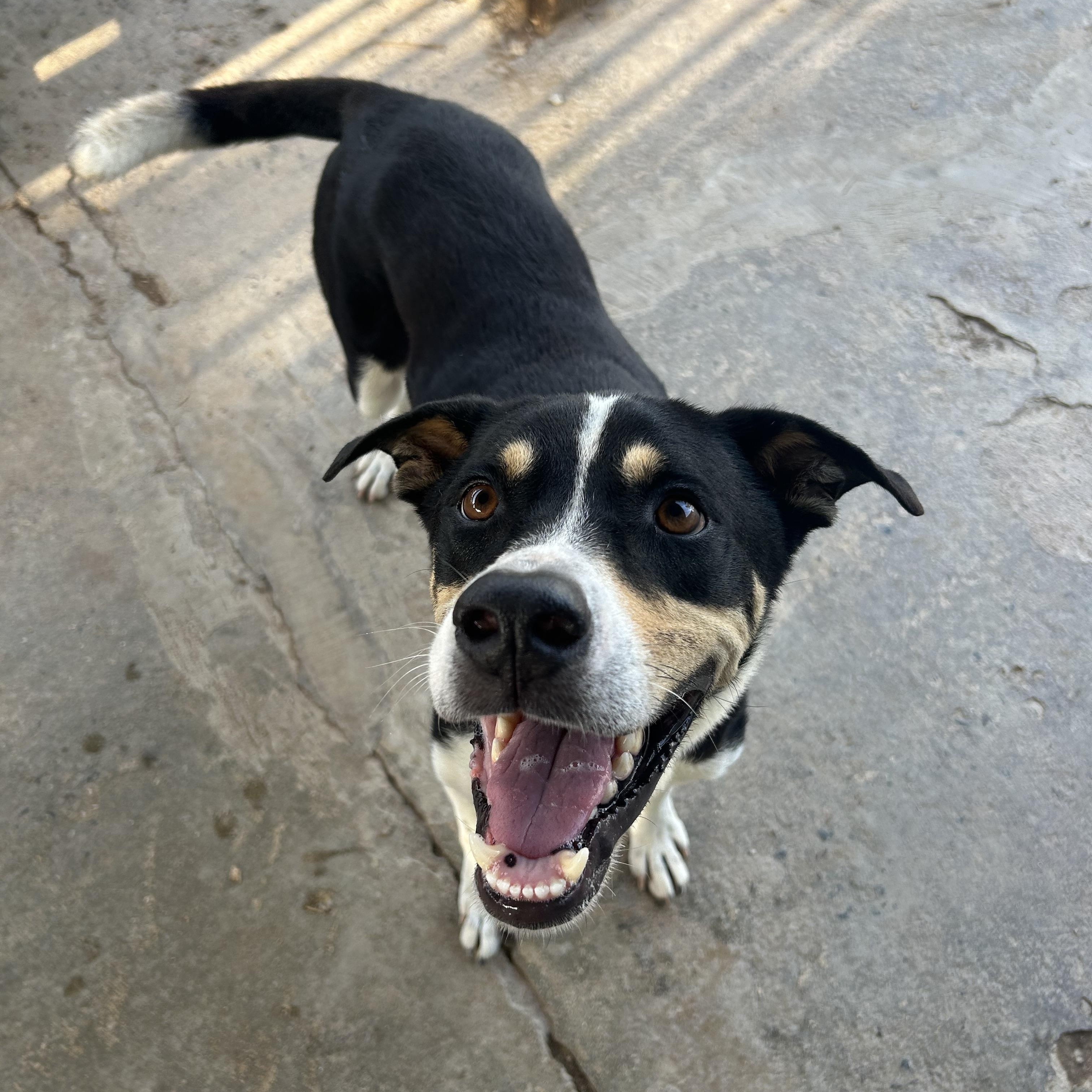 Rueben, a ADOPTABLE mixed breed in Loiza, PR image 1/5