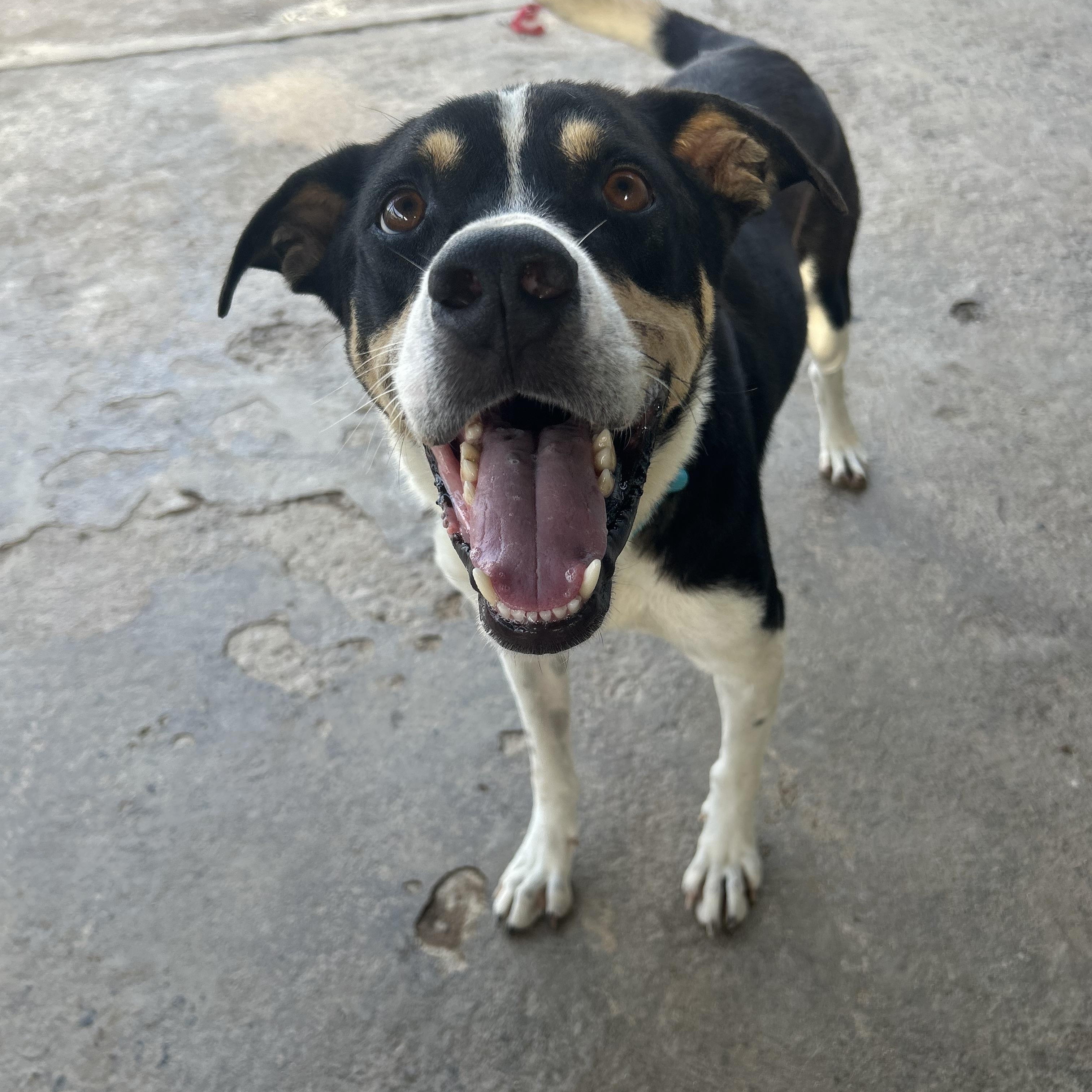 Rueben, a ADOPTABLE mixed breed in Loiza, PR image 3/5