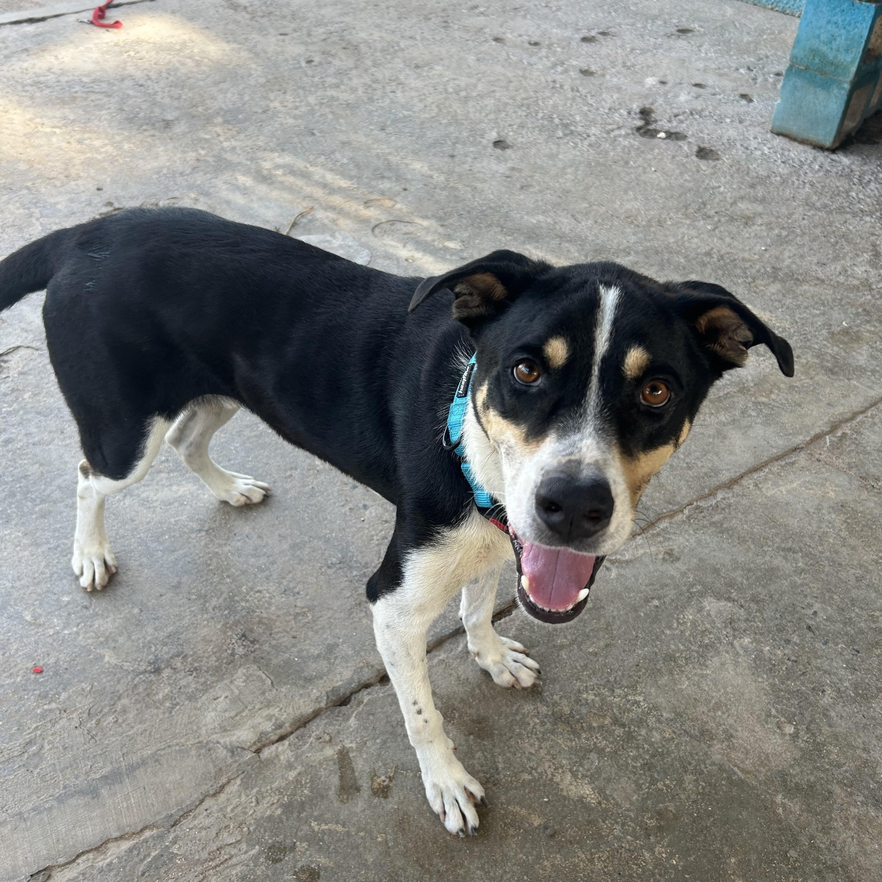 Rueben, a ADOPTABLE mixed breed in Loiza, PR image 4/5