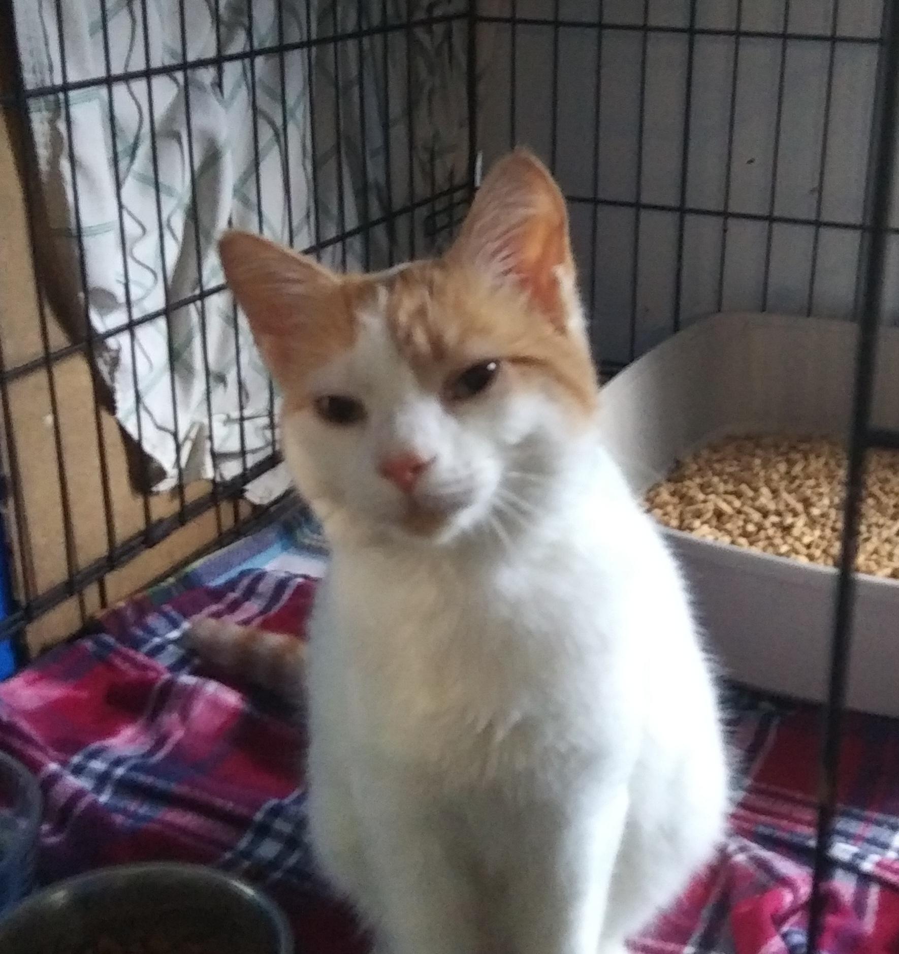 Peanut (At PetSmart Bluffton), Adopted, Young Male Domestic Short Hair.