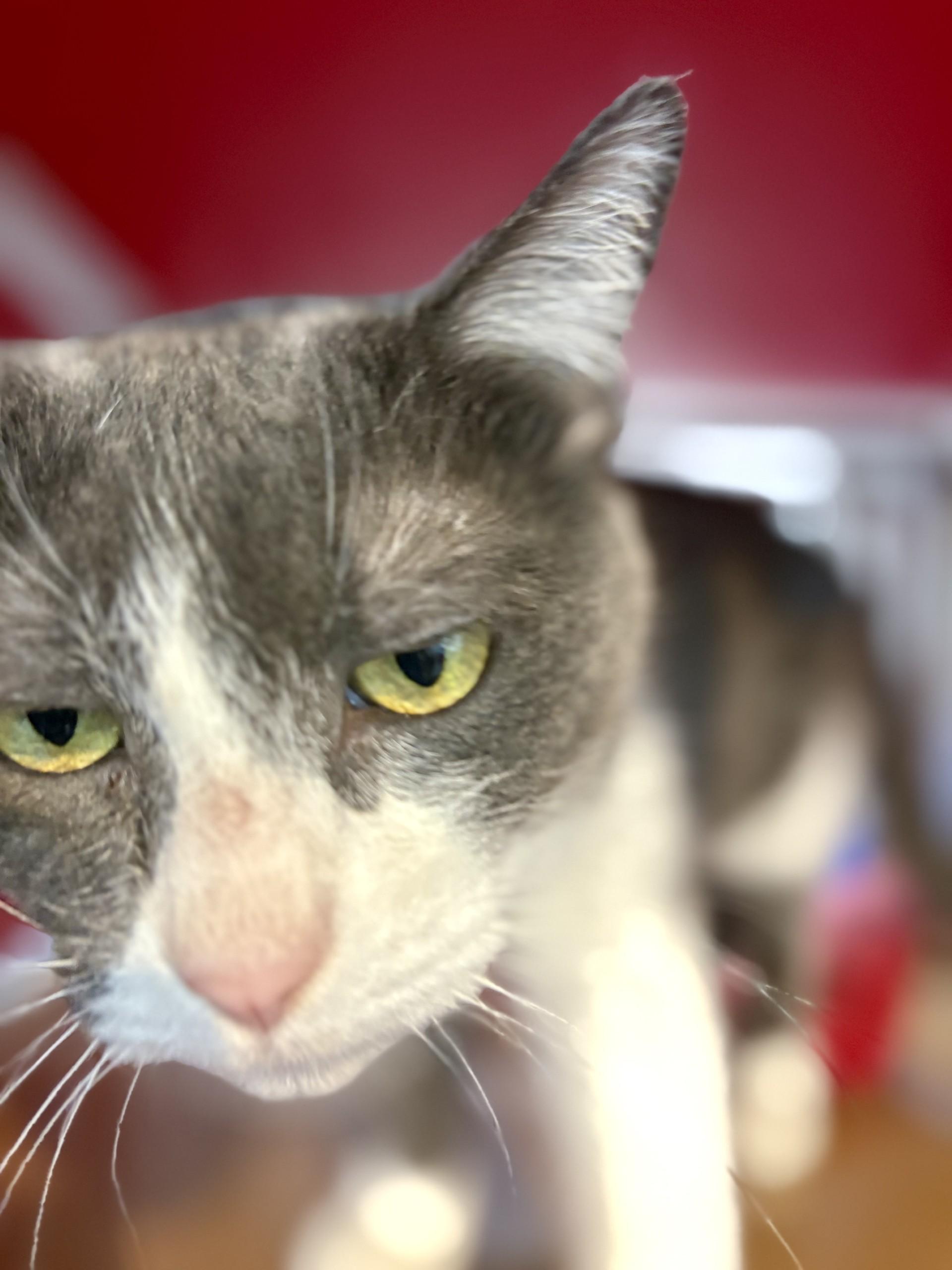 Enlarge Smokey, a Adoptable Domestic Short Hair in Lake Havasu City, AZ image 1/2