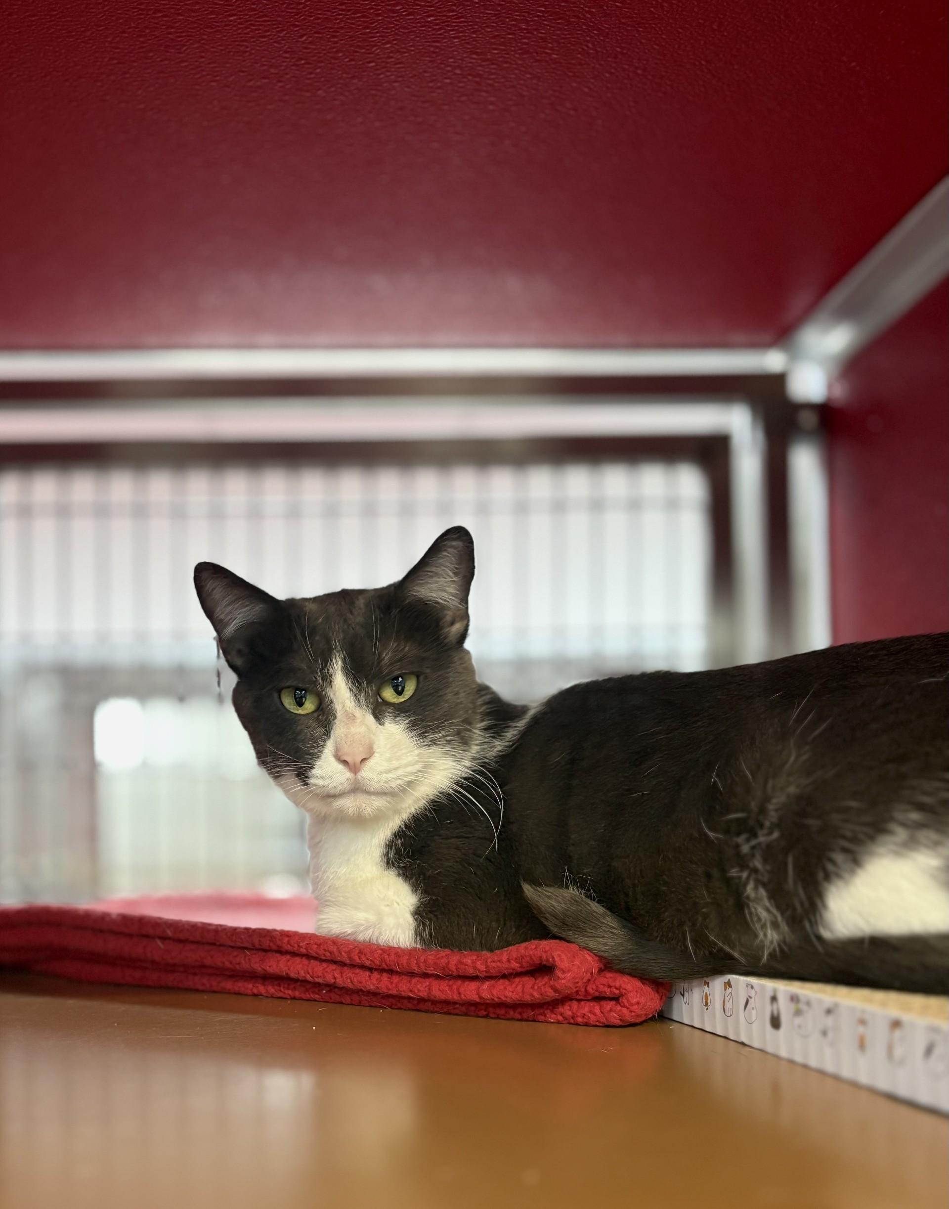 Enlarge Smokey, a Adoptable Domestic Short Hair in Lake Havasu City, AZ image 2/2