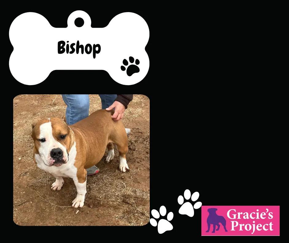 Bishop
