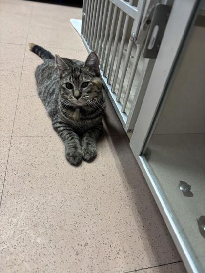 Enlarge Reba, a Adoptable Domestic Short Hair in Steamboat Springs, CO image 2/2
