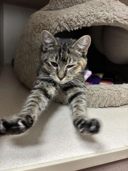 Enlarge Reba, a Adoptable Domestic Short Hair in Steamboat Springs, CO image 1/2
