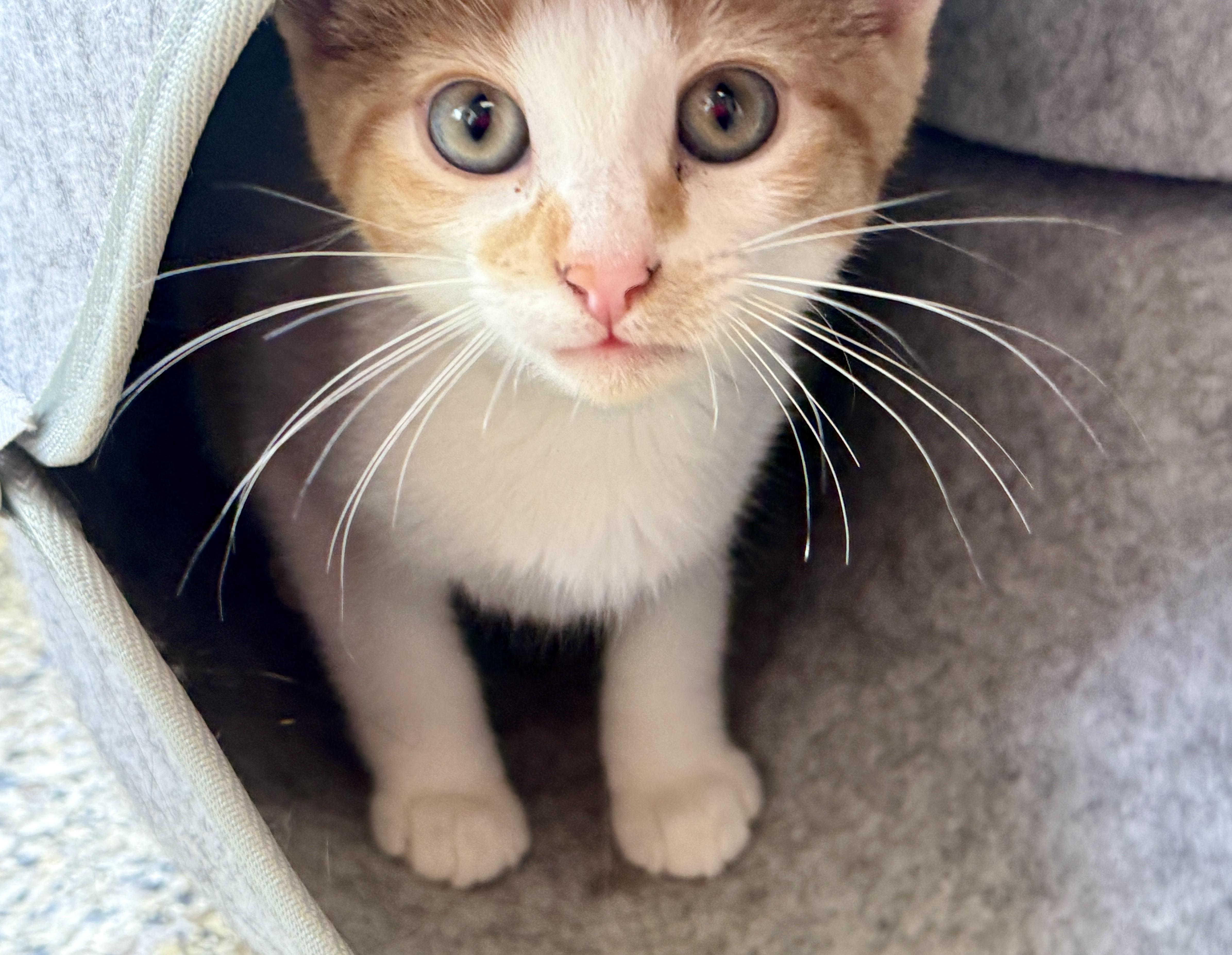 Ferguson, Adoptable, Kitten Male Domestic Short Hair.