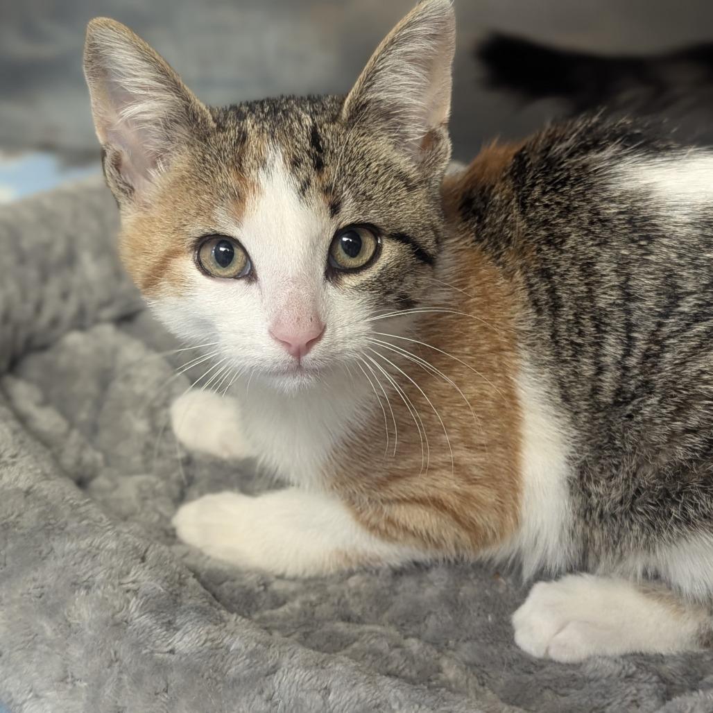 Almond, ADOPTABLE, Kitten Female Domestic Short Hair.