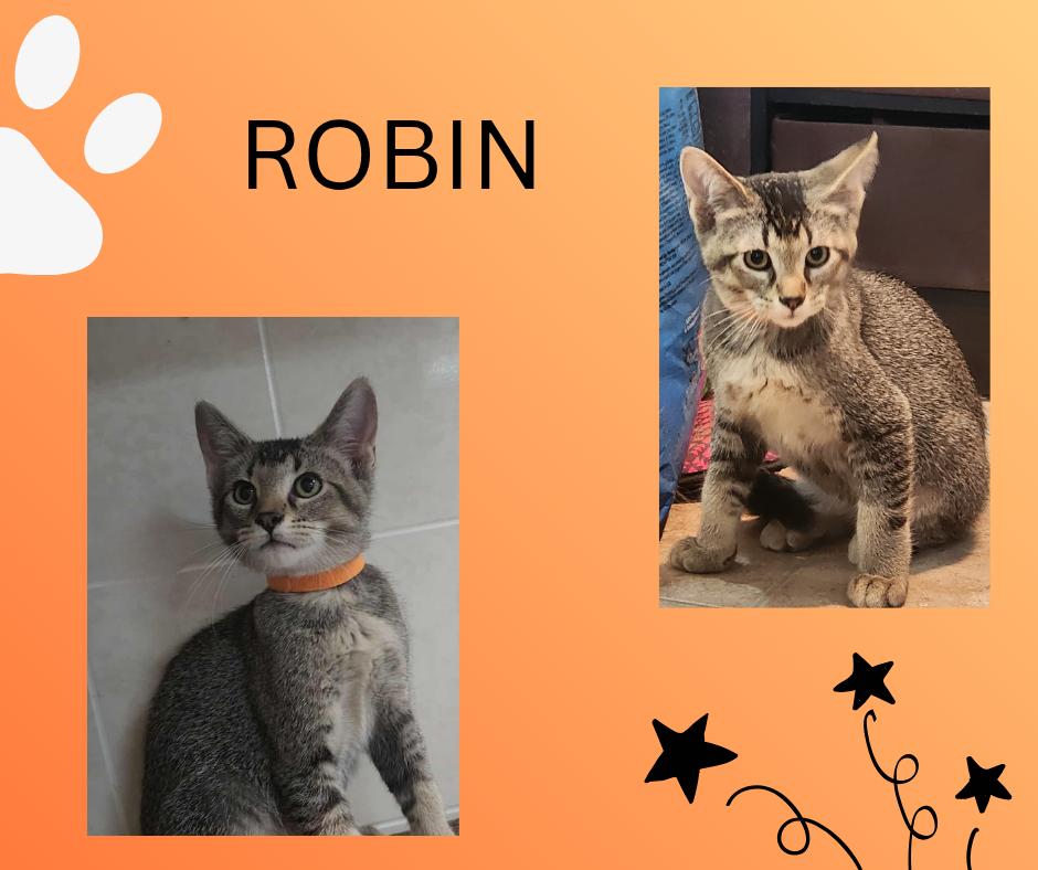 Robin, Adoptable, Young Male Domestic Medium Hair.