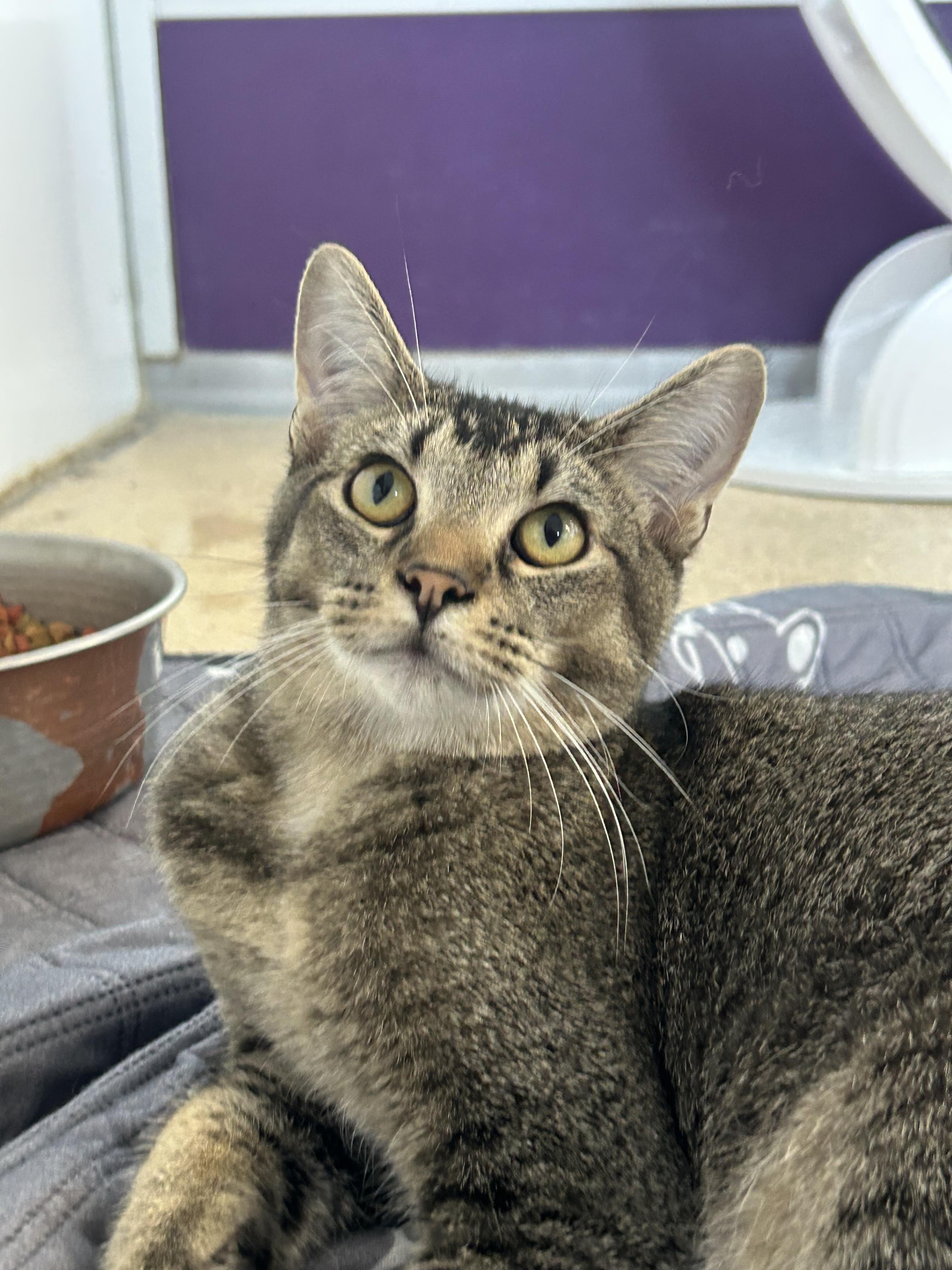 Robin, Adoptable, Young Male Domestic Medium Hair.