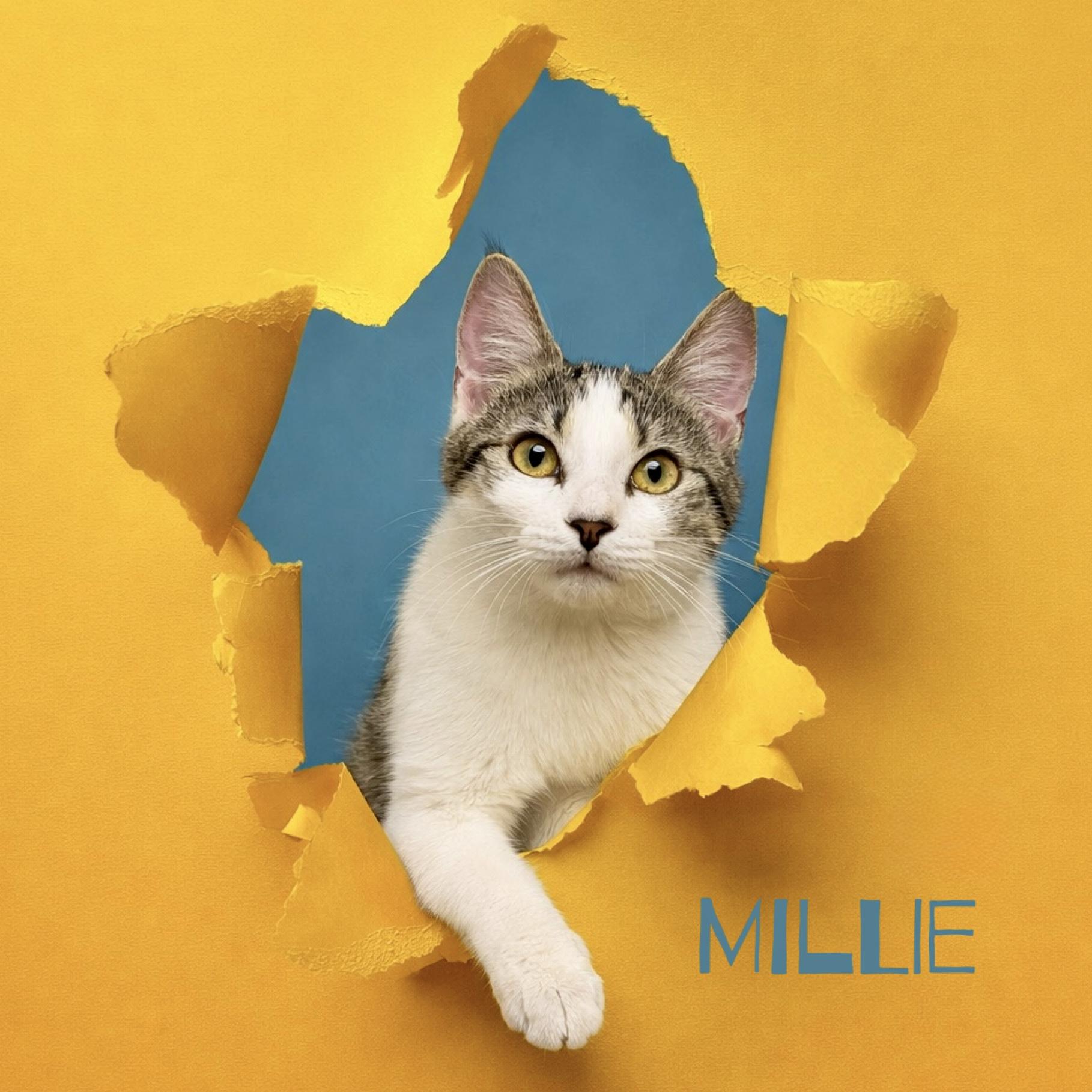 Enlarge Millie, a ADOPTABLE Domestic Short Hair in Warwick, RI image 1/2