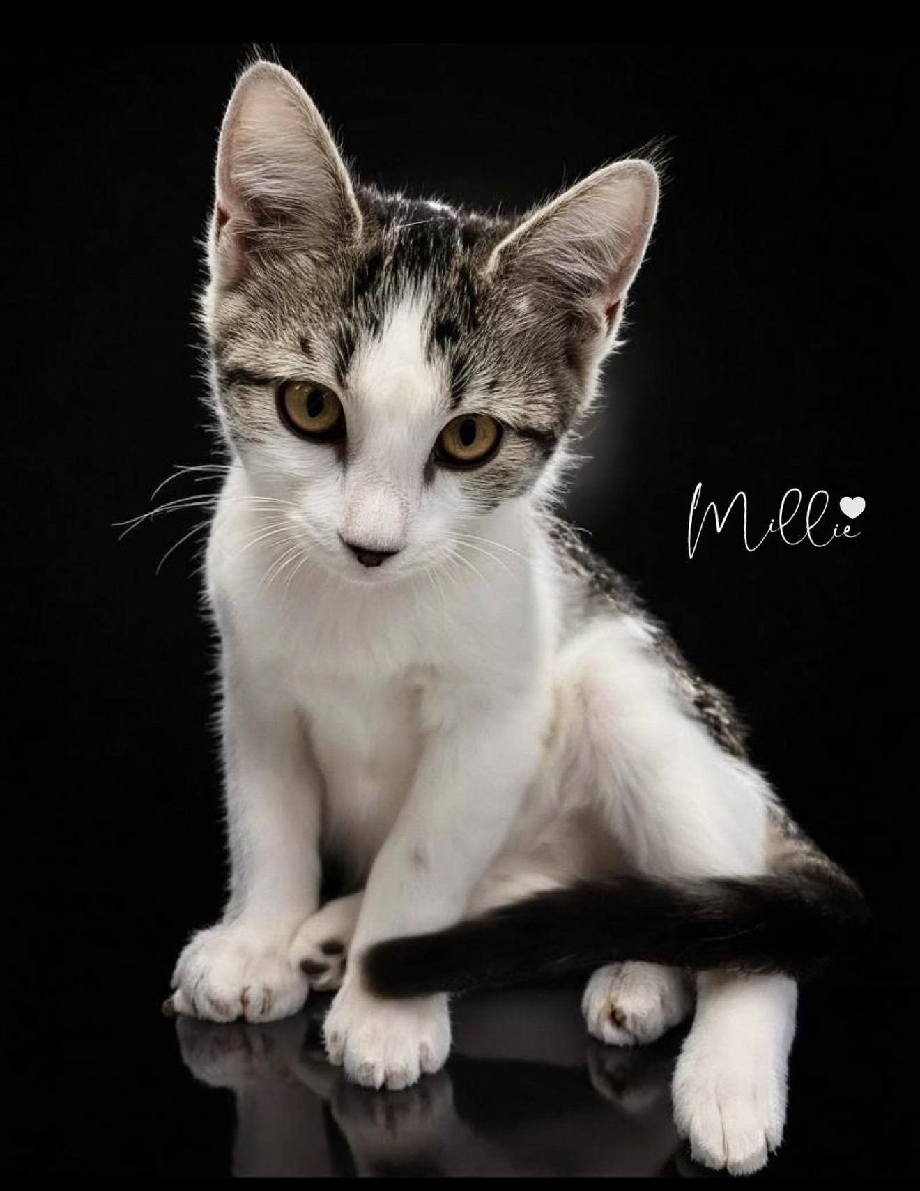 Millie, ADOPTABLE, Kitten Female Domestic Short Hair.
