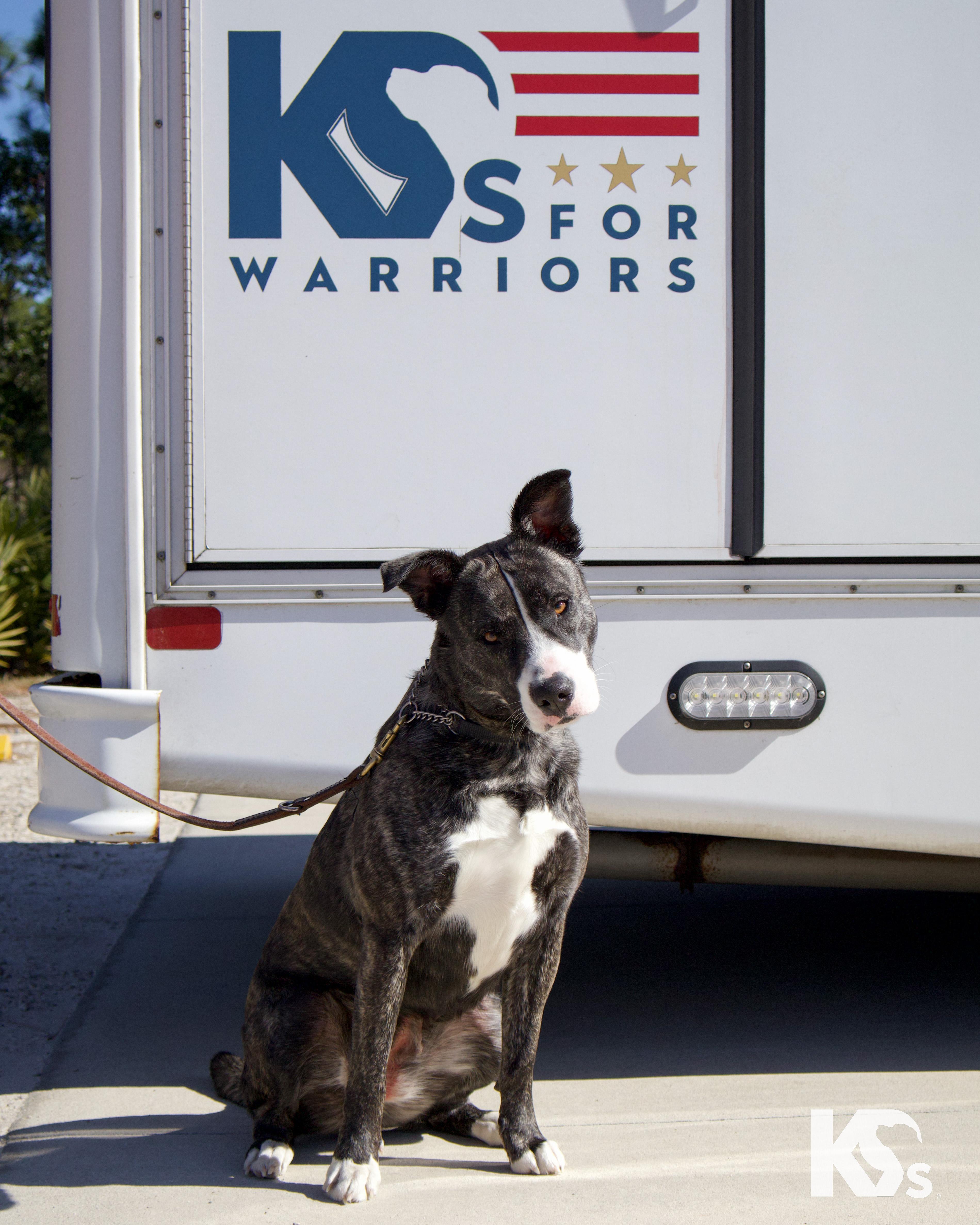 Enlarge Denali , a Adoptable mixed breed in Ponte Vedra, FL image 1/6