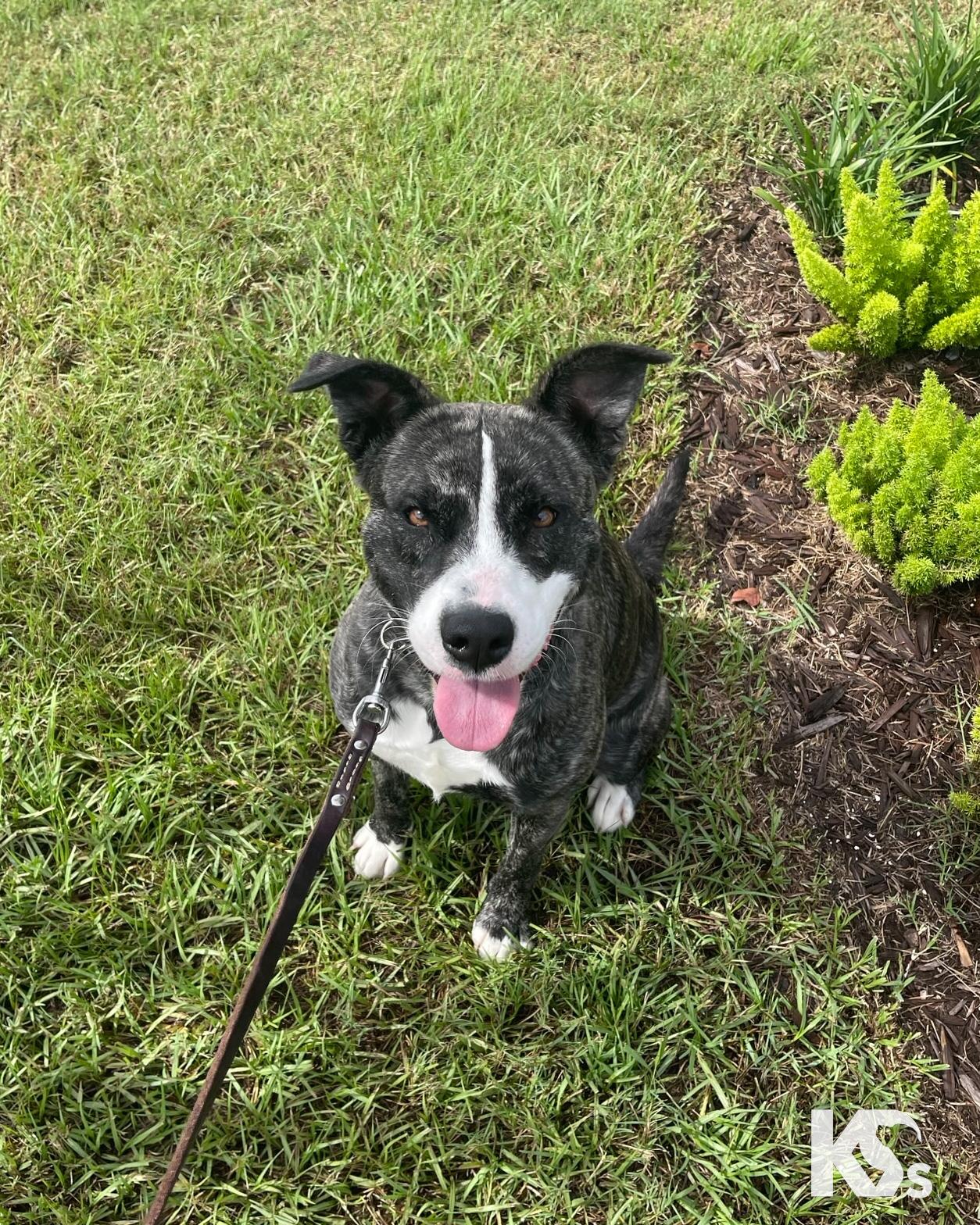 Enlarge Denali , a Adoptable mixed breed in Ponte Vedra, FL image 5/6