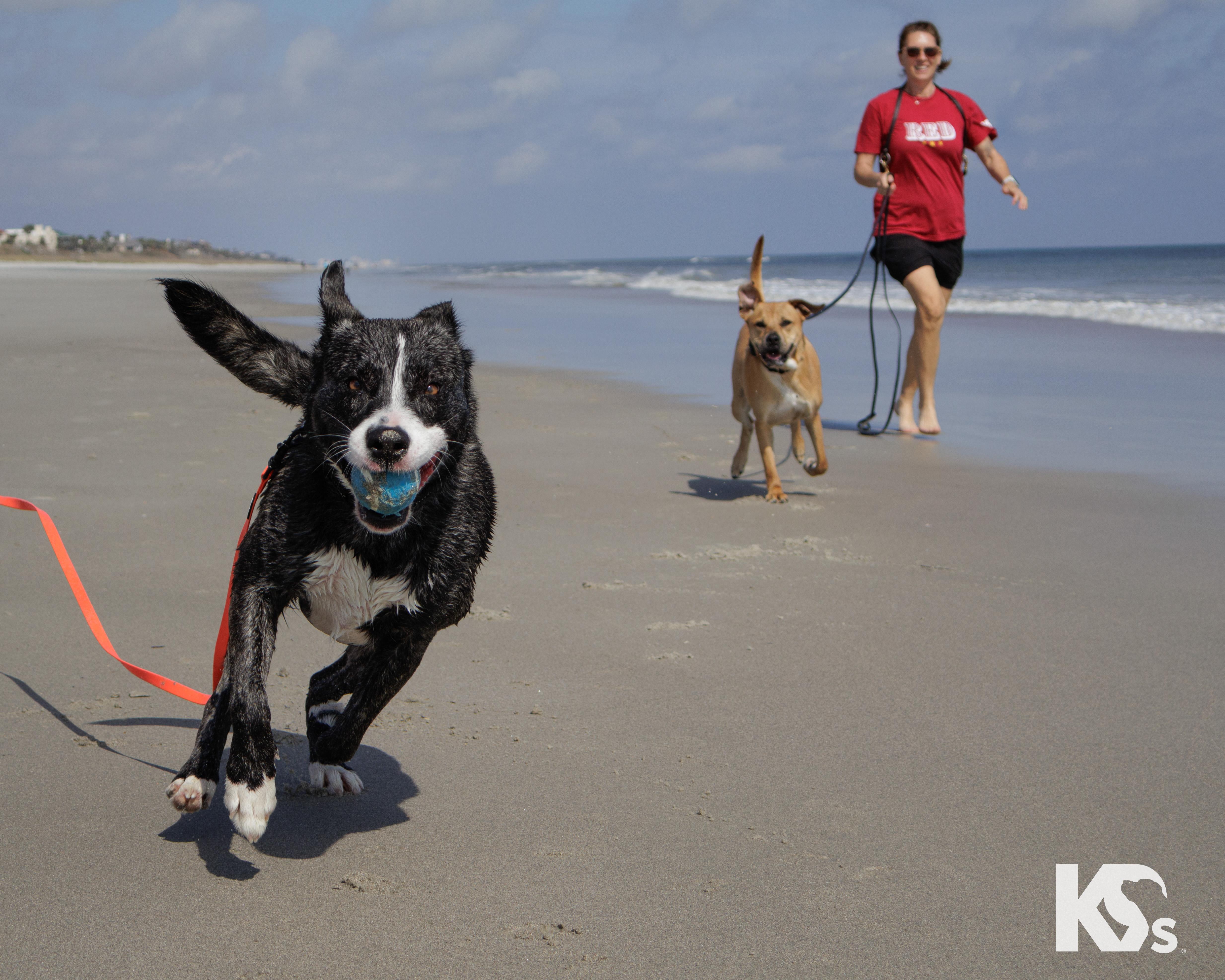 Enlarge Denali , a Adoptable mixed breed in Ponte Vedra, FL image 2/6