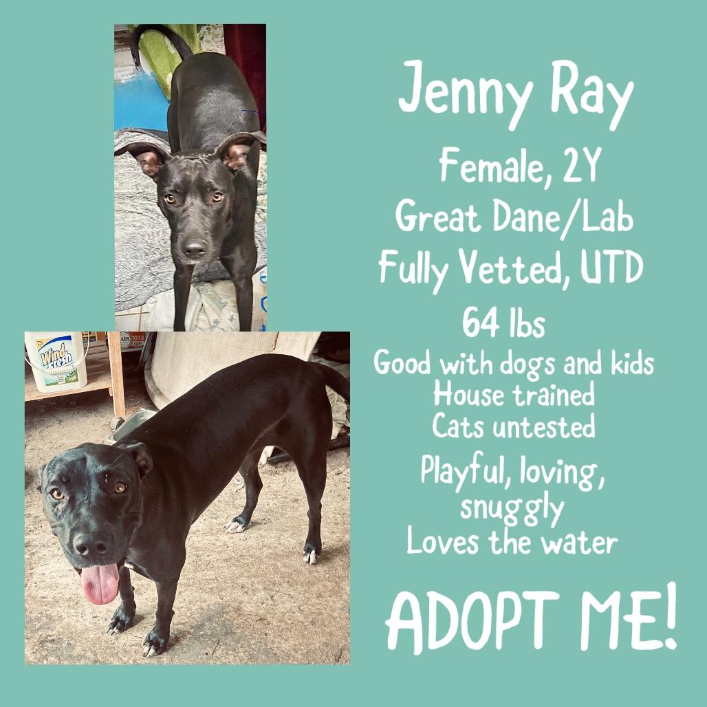 Enlarge Jenny Ray, a Adoptable mixed breed in Irvington, AL image 1/2