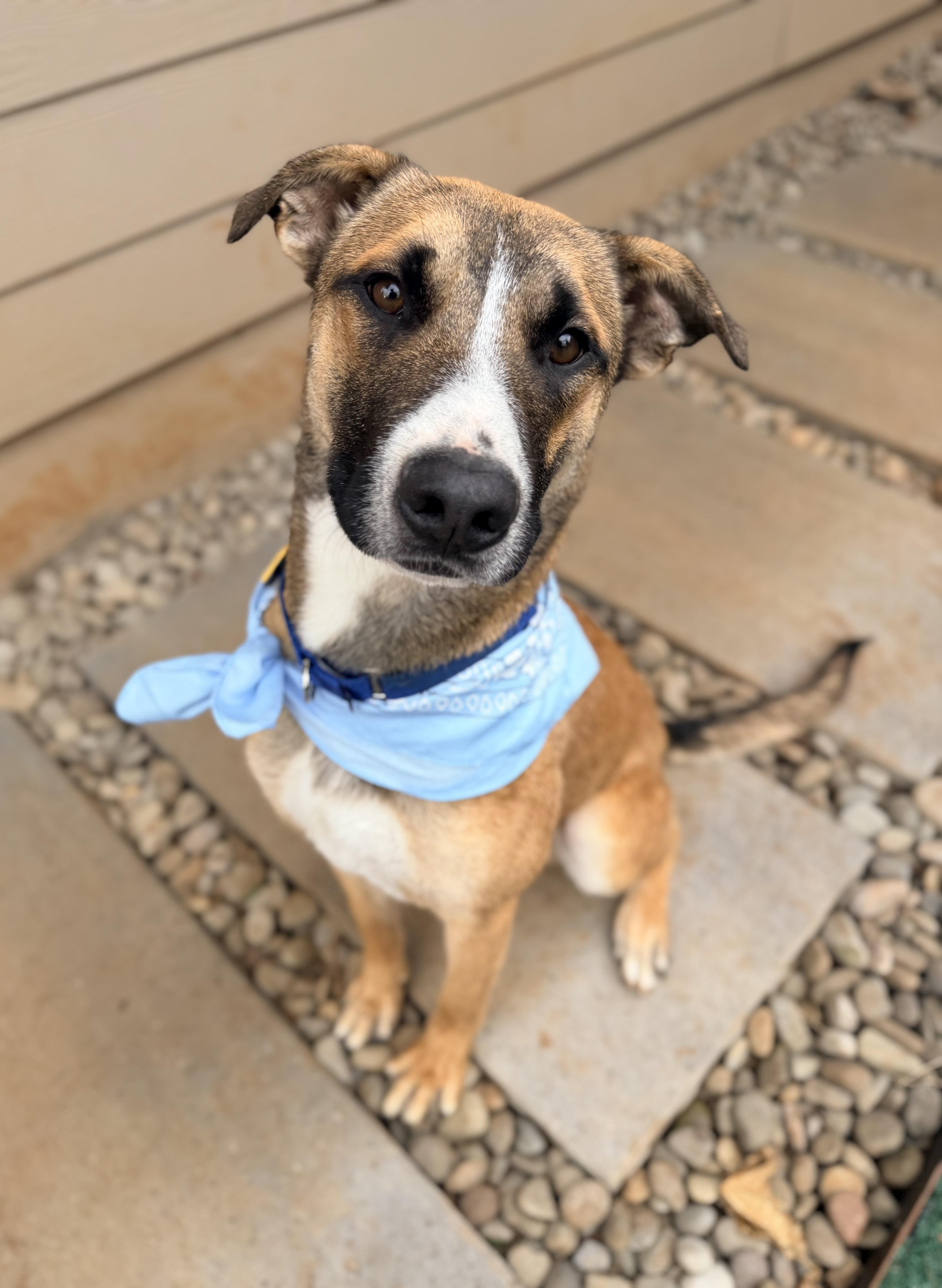Enlarge Tahoe, a Adopted mixed breed in Beavercreek, OR image 3/6