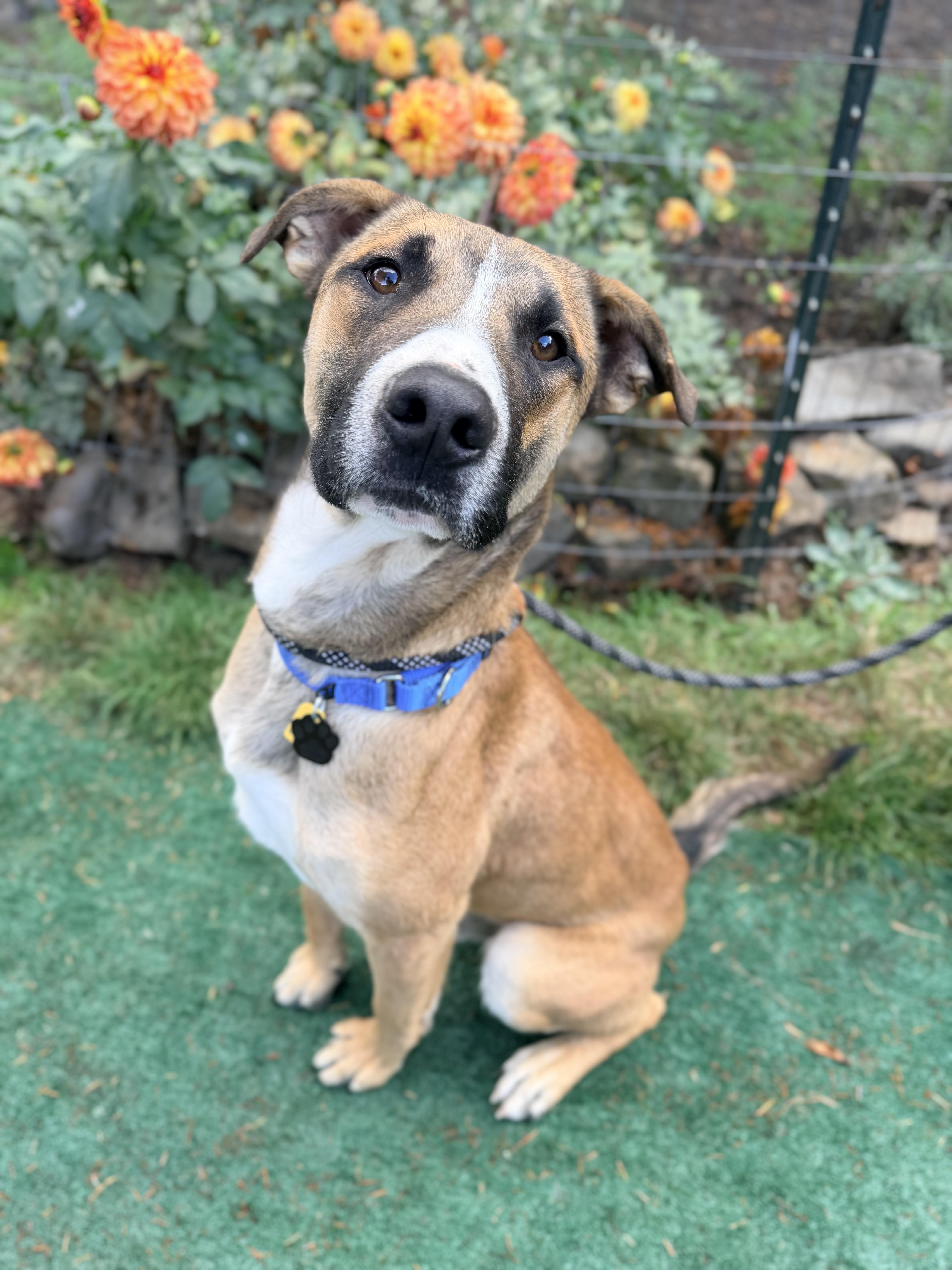 Enlarge Tahoe, a Adopted mixed breed in Beavercreek, OR image 4/6