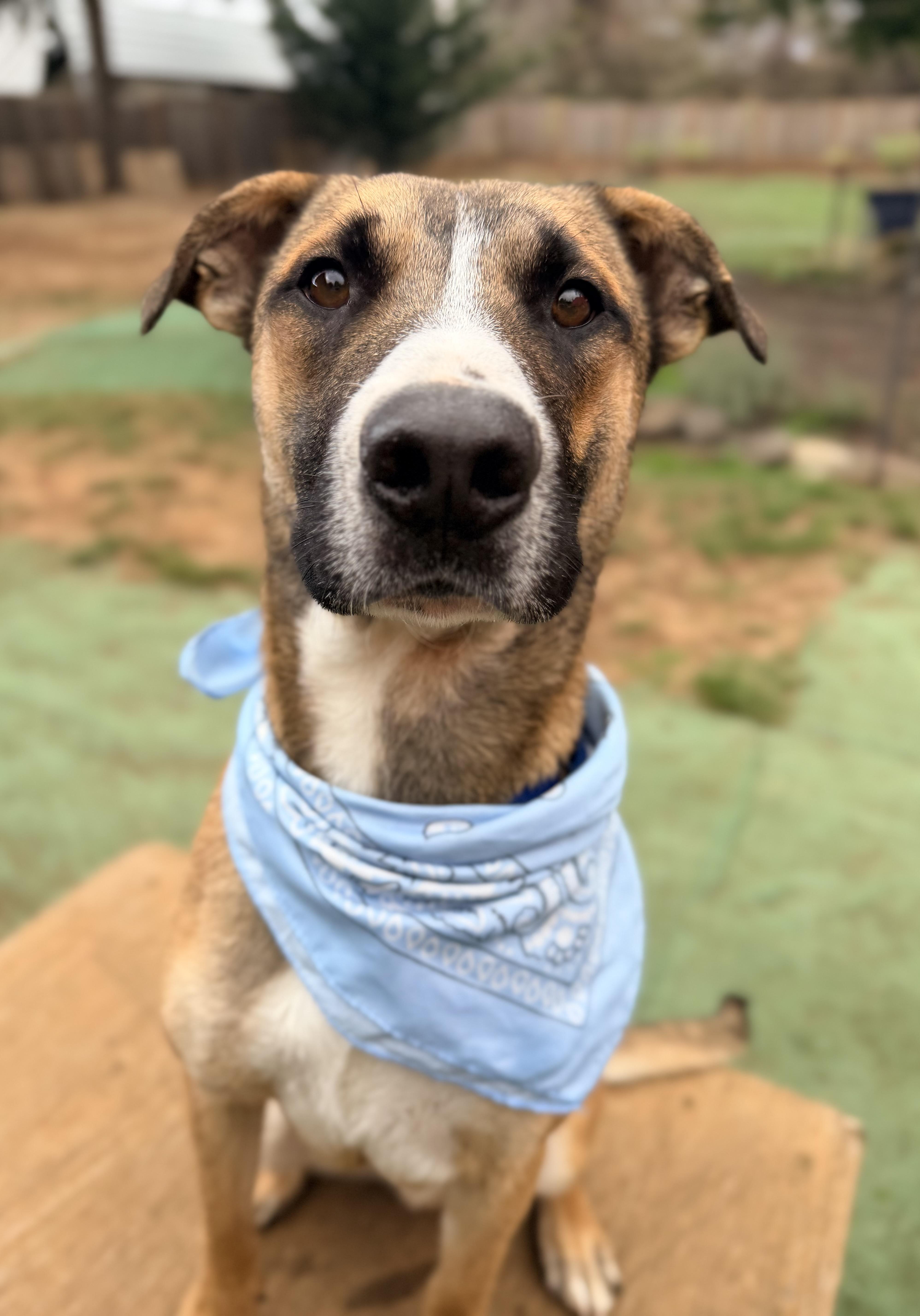 Tahoe, Adopted, Young Male German Shepherd Dog & Pit Bull Terrier.