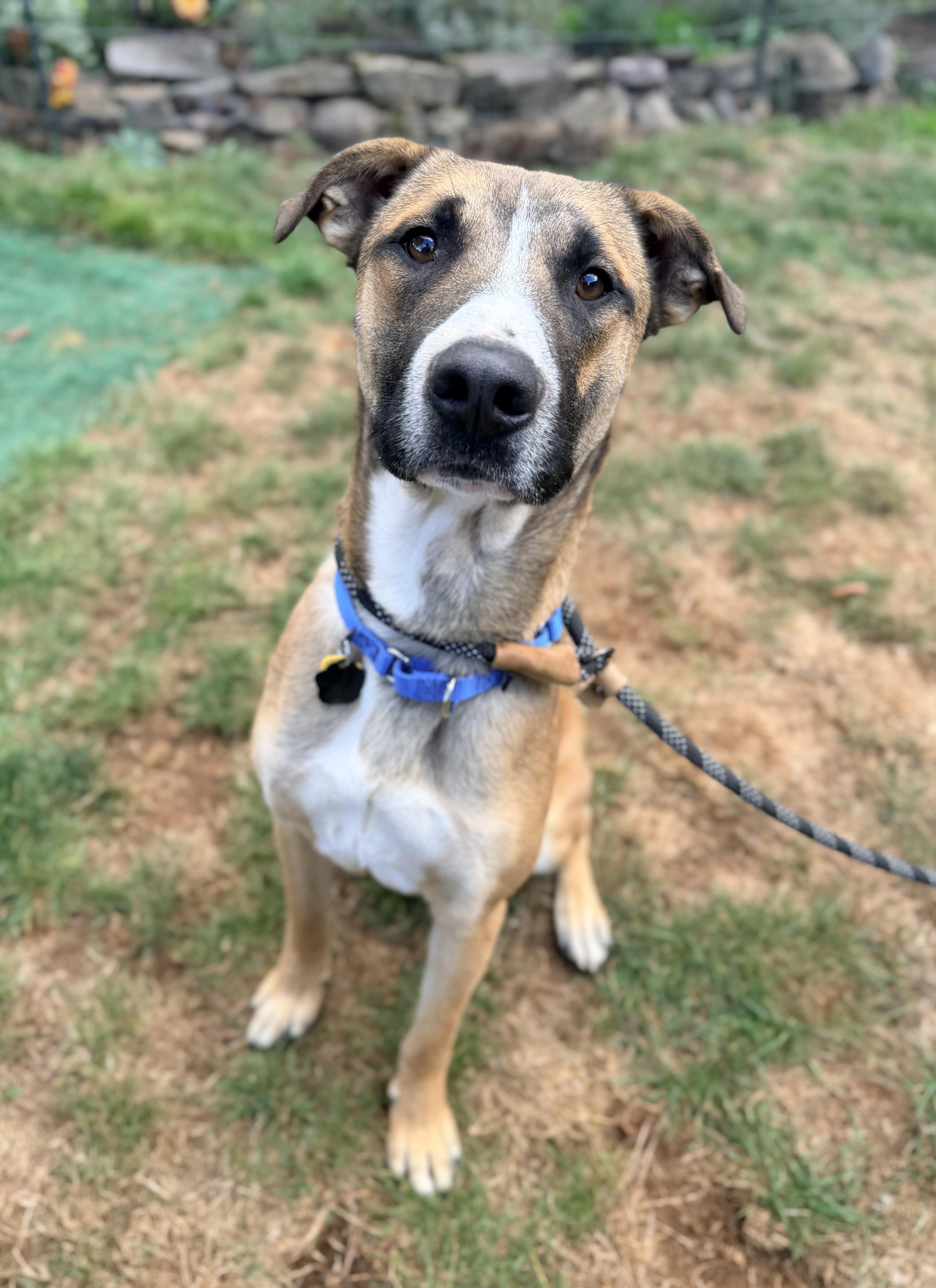 Enlarge Tahoe, a Adopted mixed breed in Beavercreek, OR image 5/6