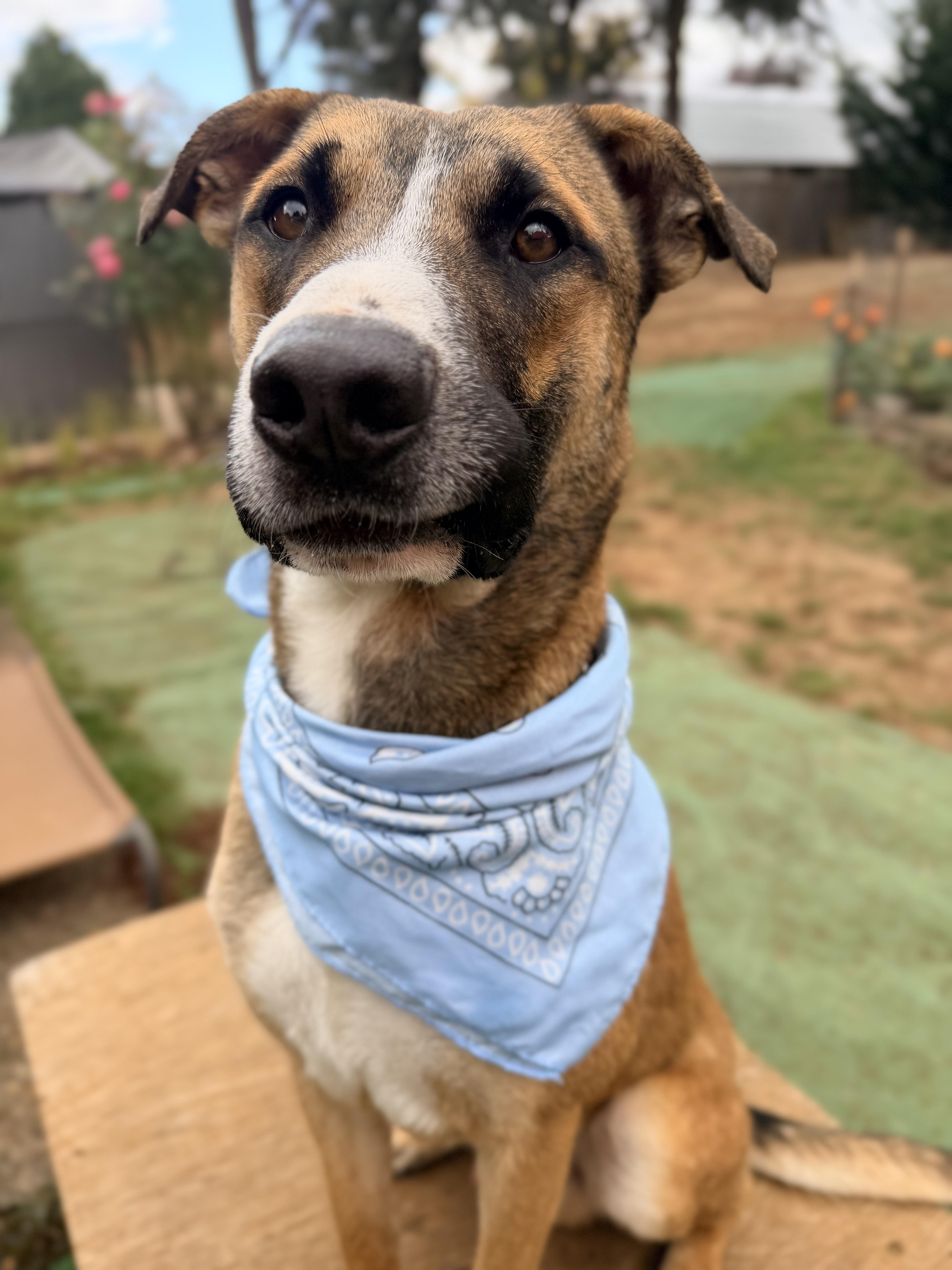 Enlarge Tahoe, a Adopted mixed breed in Beavercreek, OR image 2/6