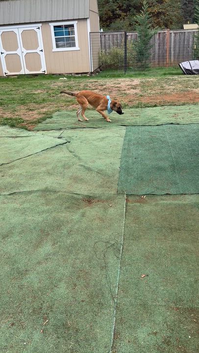 Enlarge Tahoe, a Adopted mixed breed in Beavercreek, OR video 6/6
