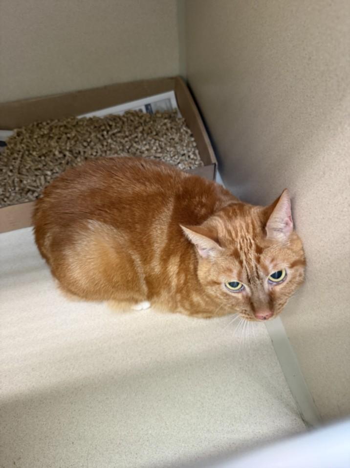 BETHANY, Adoptable, Adult Female Domestic Short Hair.