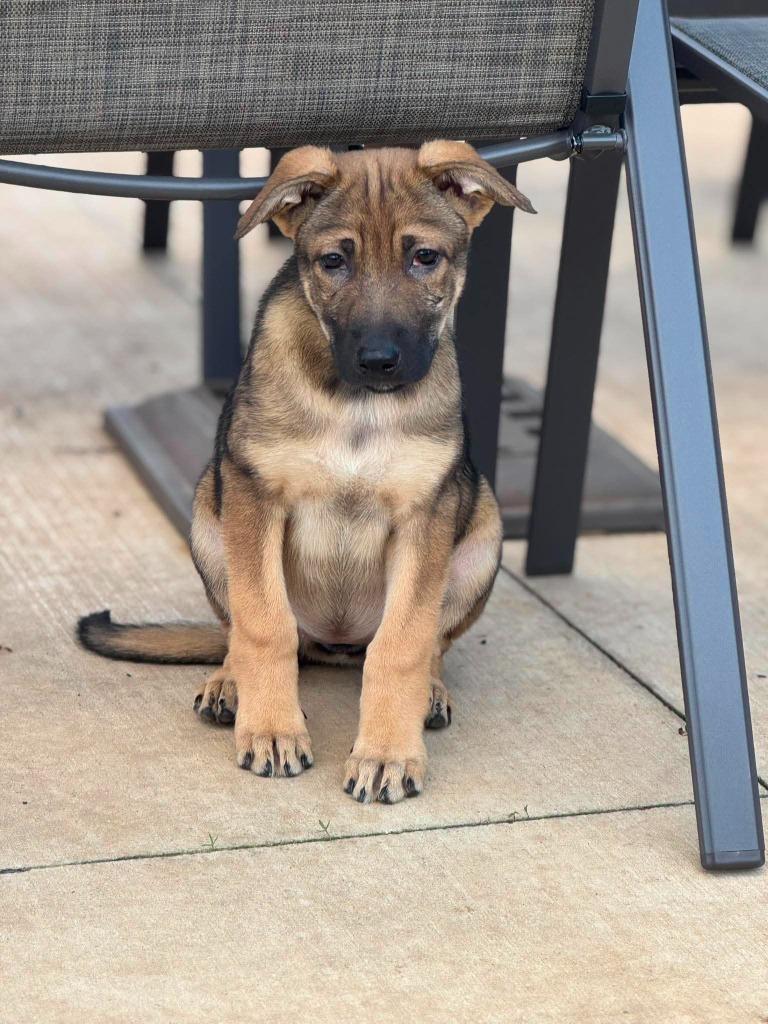 Enlarge Spacey Stacey, a Adoptable mixed breed in sun prairie, WI image 1/1