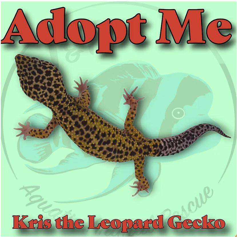 Kris the Leopard Gecko, Adoptable, Adult Unknown Gecko.