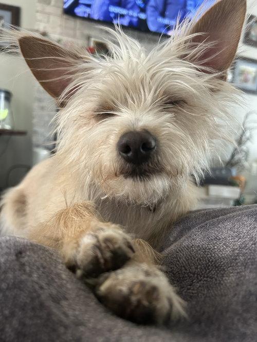Enlarge Kaiser, a ADOPTABLE mixed breed in Mount Royal, NJ image 4/4