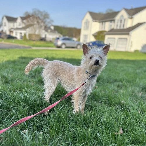 Kaiser, ADOPTABLE, Young Male Terrier.