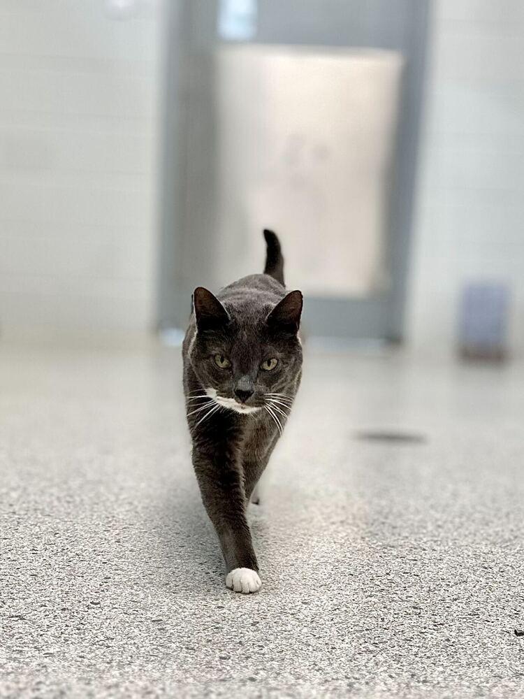 Shepherd Book, Adoptable, Senior Male Domestic Short Hair.